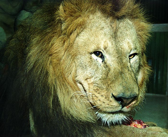 King